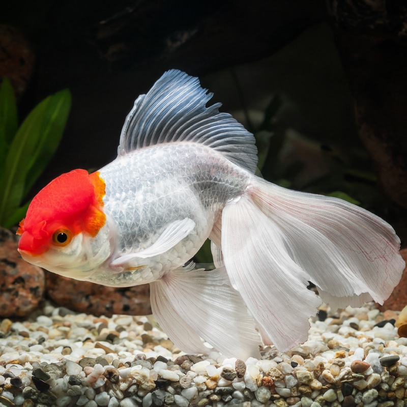 Blue Yellow Angelfish