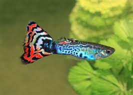 Yellow Oscar Fish