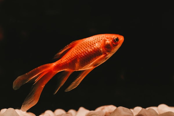 Koi Fish