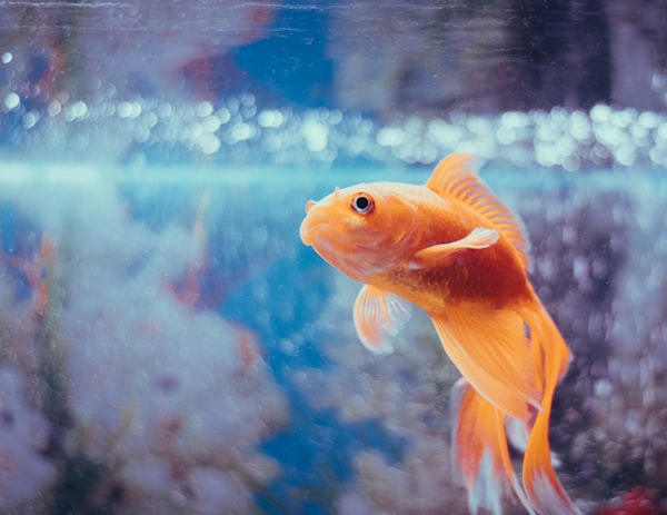Goldfish in Tank