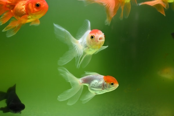 Goldfish Group
