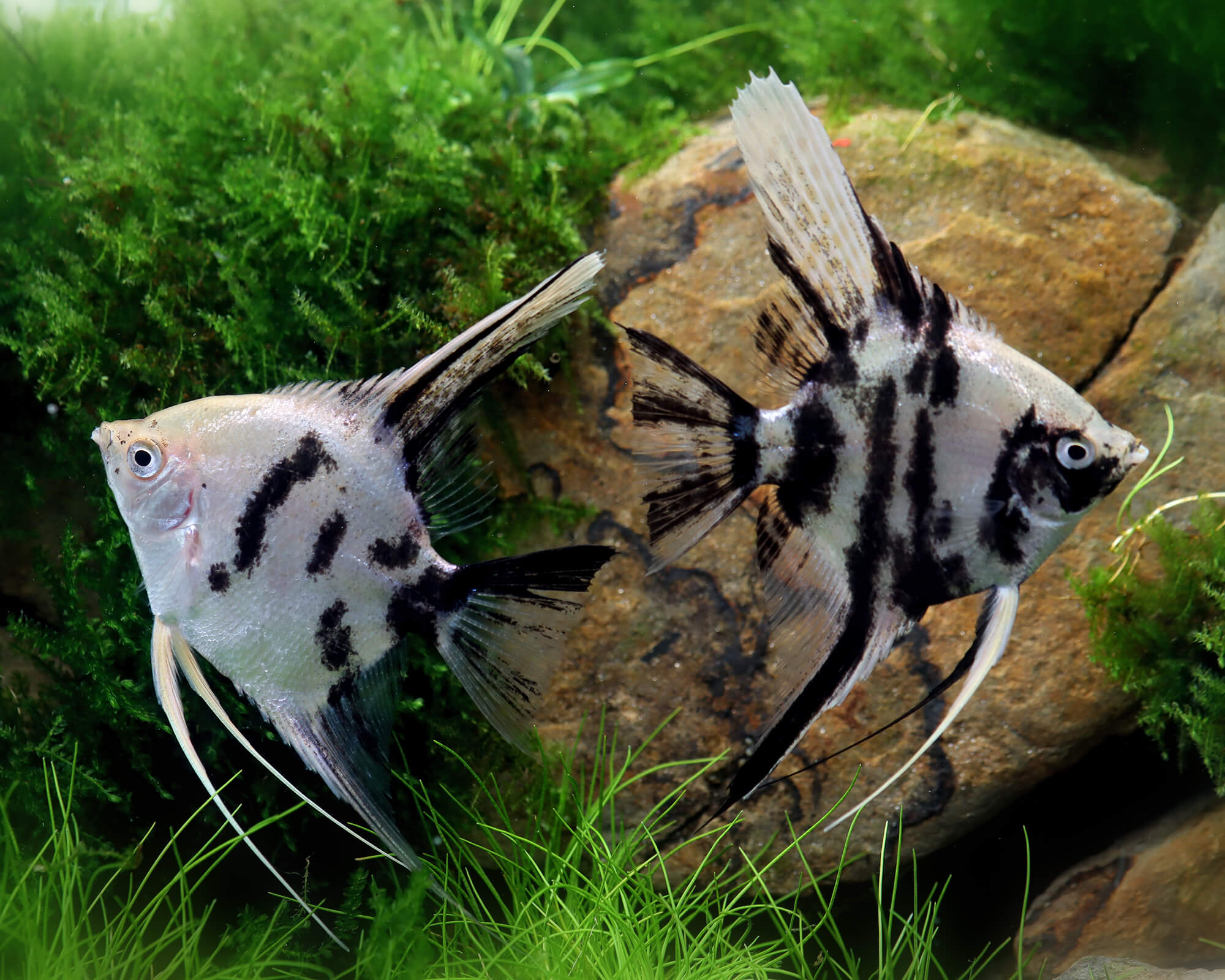 Blue White Fish
